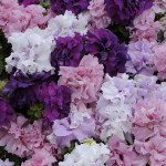 Петуния Каскад F1 смесь (mix) /200 семян (драже)/ *Pan American*