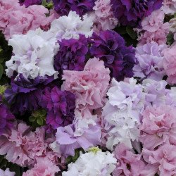 Петуния Каскад F1 смесь (mix) /200 семян (драже)/ *Pan American*