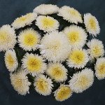 Астра Арлекин белая (white) /2 г/ *Satimex*