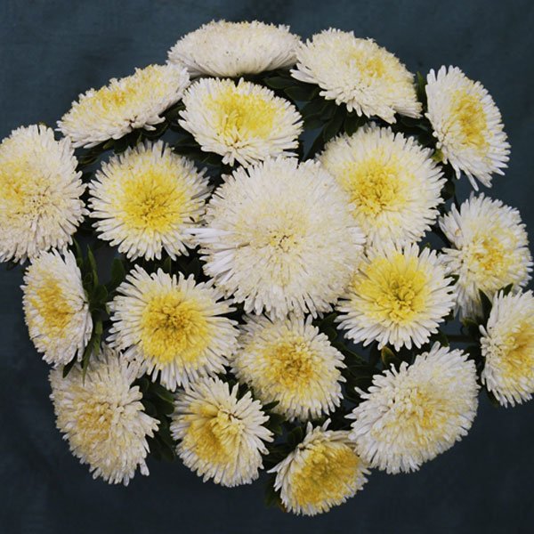 Семена астры Арлекин белая (white) /2 г/ *Satimex*