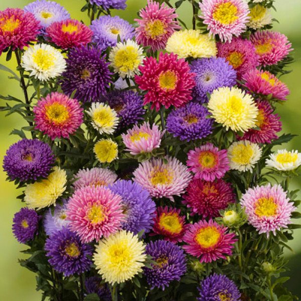 Насіння айстри Арлекін суміш (mix) /2 г/ *Satimex*