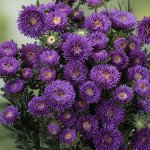 Астра Арлекин фиолетовая (violet) /2 г/ *Satimex*