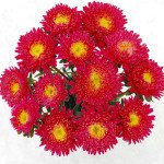 Айстра Арлекін яскраво-червона (bright red) /2 г/ *Satimex*