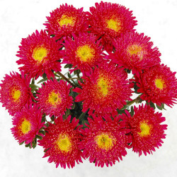 Айстра Арлекін яскраво-червона (bright red) /2 г/ *Satimex*