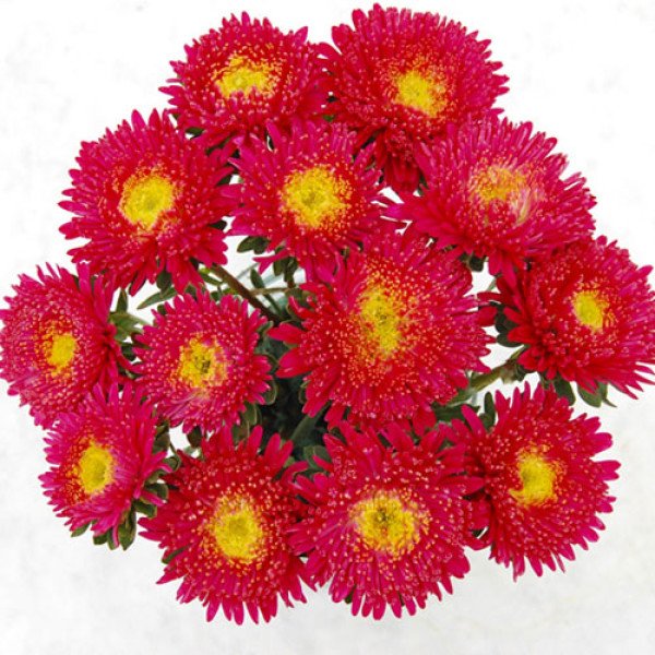 Насіння айстри Арлекін яскраво-червона (bright red) /2 г/ *Satimex*