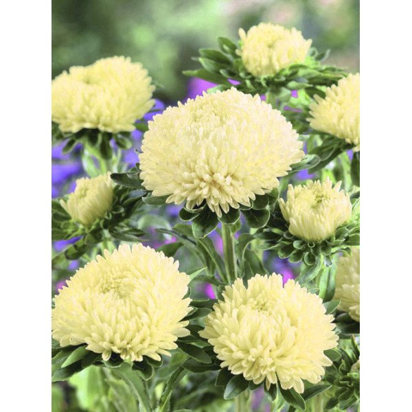 Насіння айстри Балун жовта /1.000 насінин/ *Satimex*