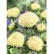 Насіння айстри Балун жовта /1.000 насінин/ *Satimex*