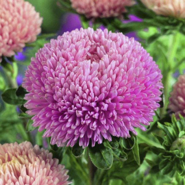 Семена астры Балун лососевая /1.000 семян/ *Satimex*