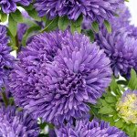 Айстра Балун синя /1.000 насінин/ *Satimex*