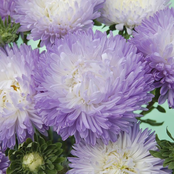 Насіння айстри Балун срібно-синя /1.000 насінин/ *Satimex*