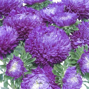 Астра Балун фиолетовая /1.000 семян/ *Satimex*