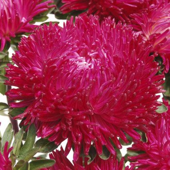 Астра Балун красная /1.000 семян/ *Satimex*