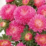 Астра Бьютифул Дей бриллиант роуз (brilliant rose) /2 г/ *Satimex*