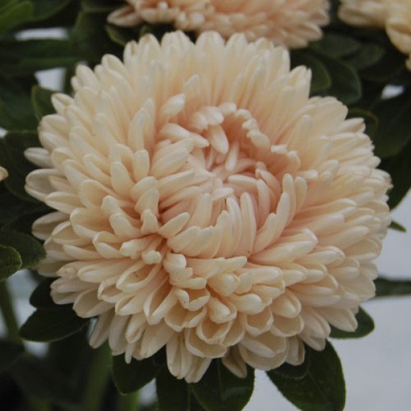 Насіння айстри Бьютіфул Дей лососева /1.000 насінин/ *Satimex*