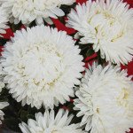 Астра Леди Коралл белая /1.000 семян/ *Satimex*