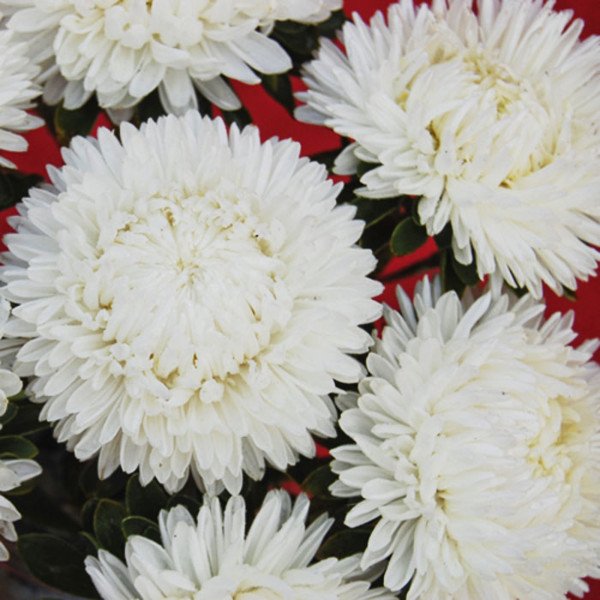 Семена астры Леди Коралл белая /1.000 семян/ *Satimex*