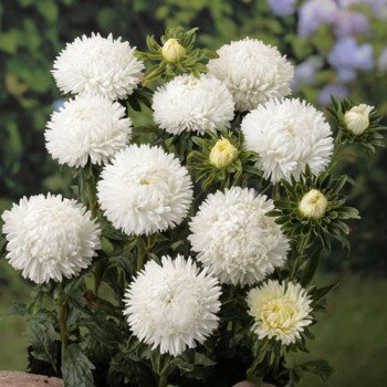 Айстра Леді Корал біла /1.000 насінин/ *Satimex*