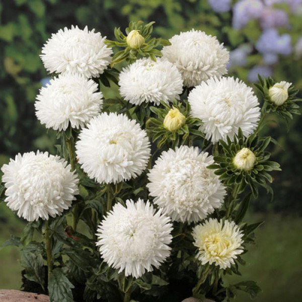 Семена астры Леди Коралл белая /1.000 семян/ *Satimex*