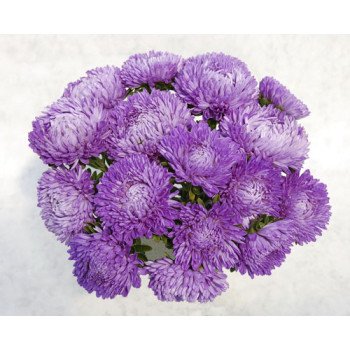 Айстра Леді Корал блакитна /1.000 насінин/ *Satimex*