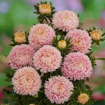 Айстра Леді Корал лососева /1.000 насінин/ *Satimex*