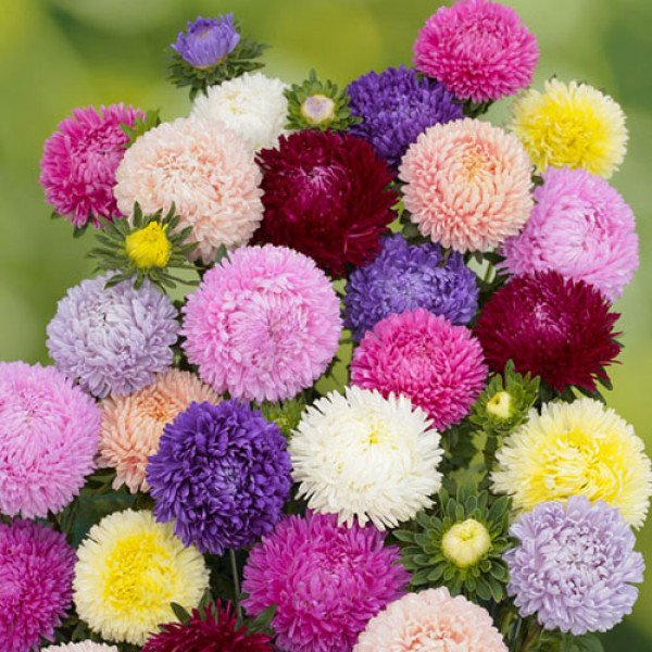 Насіння айстри Леді Корал суміш /1.000 насінин/ *Satimex*