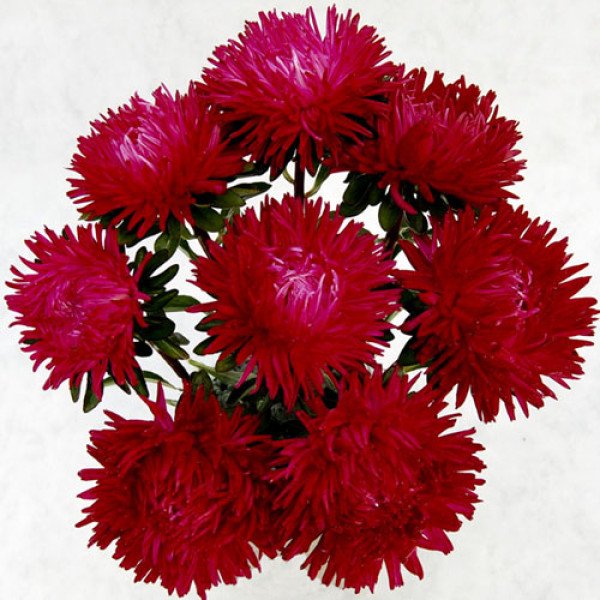 Семена астры Леди Коралл темно-красная /1.000 семян/ *Satimex*