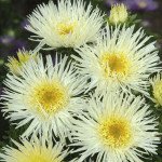 Айстра Сі Старлет жовта (yellow) /1 г/ *Satimex*