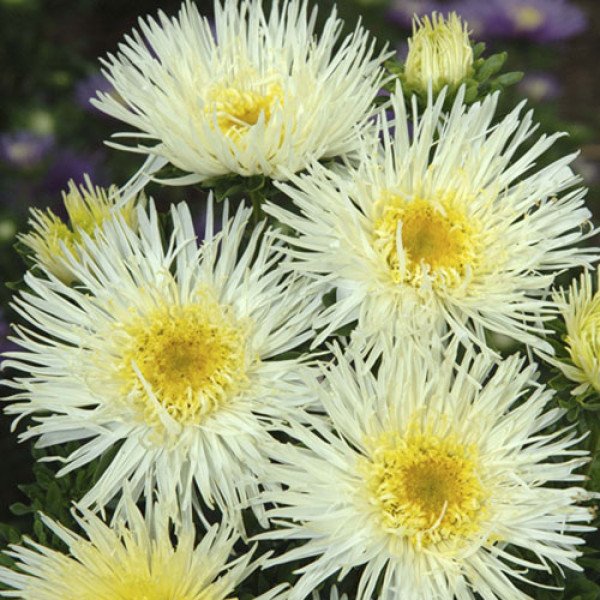 Насіння айстри Сі Старлет жовта (yellow) /1 г/ *Satimex*