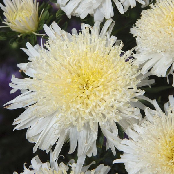 Насіння айстри Сі Старлет кремово-біла /1.000 насінин/ *Satimex*