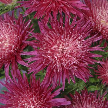 Айстра Сі Старлет кримсон /1.000 насінин/ *Satimex*