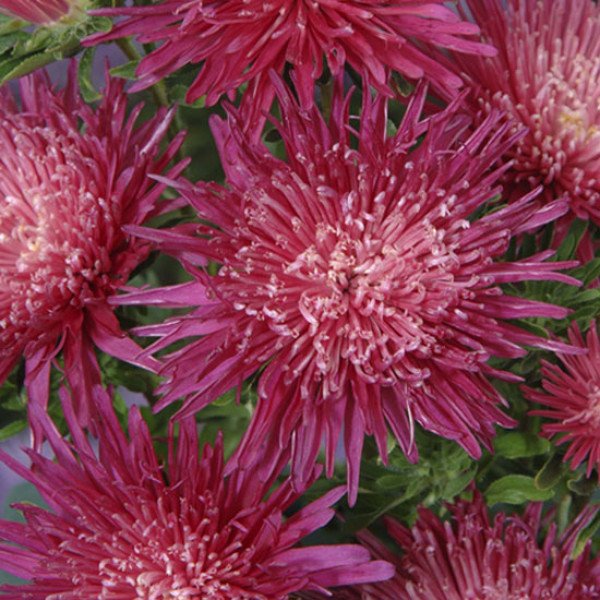 Семена астры Си Старлет кримсон /1.000 семян/ *Satimex*