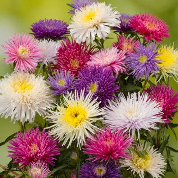 Айстра Сі Старлет суміш (mix) /1 г/ *Satimex*