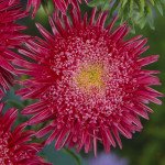 Айстра Сі Старлет яскраво-червона /1.000 насінин *Satimex*