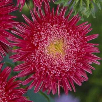 Айстра Сі Старлет яскраво-червона /1.000 насінин *Satimex*