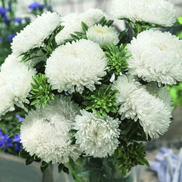 Насіння айстри Сірінга біла /1.000 насінин/ *Satimex*