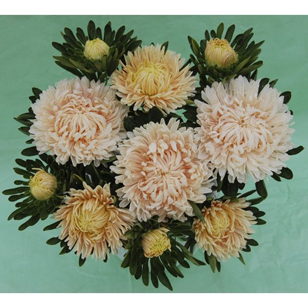 Насіння айстри Сиринга кремова /1 грам/ *Satimex*