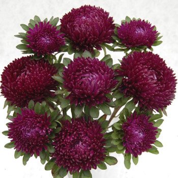 Айстра Сірінга пурпурна /1.000 насінин/ *Satimex*