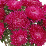 Айстра Сірінга темно-рожева /1.000 насінин/ *Satimex*