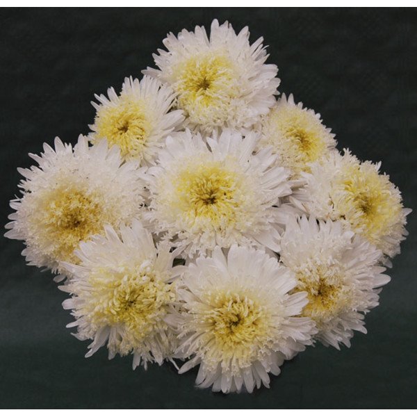 Насіння айстри Шанхайська Роза біла /1 грам/ *Satimex*