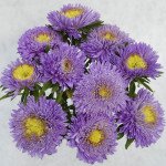 Айстра Шанхайська Роза блакитна /1 грам/ *Satimex*