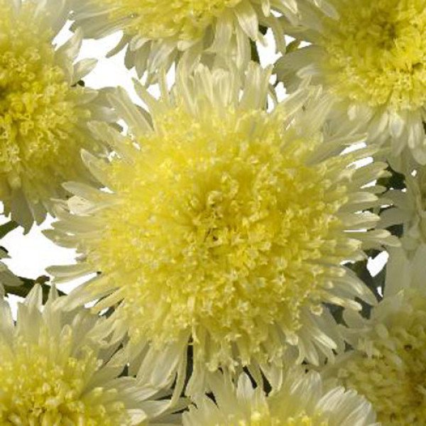 Насіння айстри Шанхайська Роза жовта /1 грам/ *Satimex*