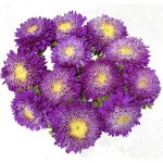 Астра Шанхайская Роза синяя /1 грамм/ *Satimex*