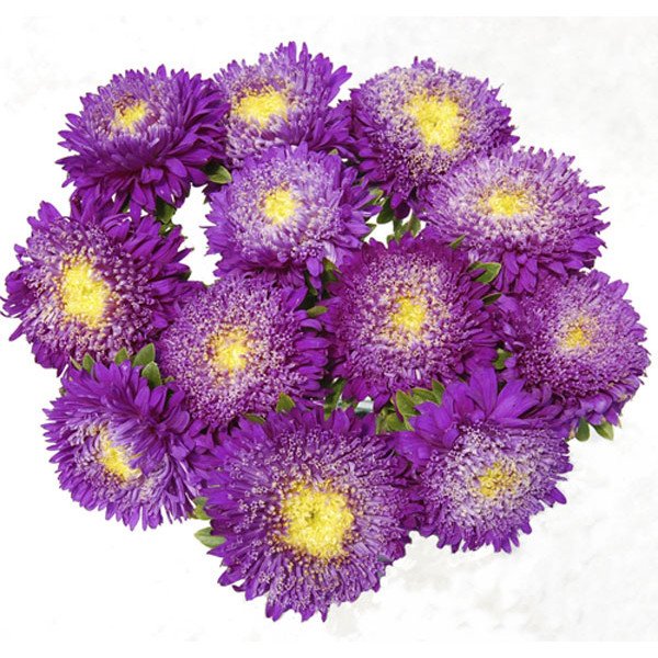 Насіння айстри Шанхайська Роза синя /1 грам/ *Satimex*