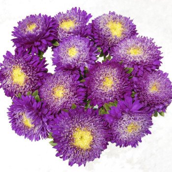 Айстра Шанхайська Роза синя /1 грам/ *Satimex*