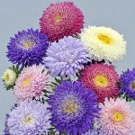 Астра Шанхайская Роза смесь /1 грамм/ *Satimex*