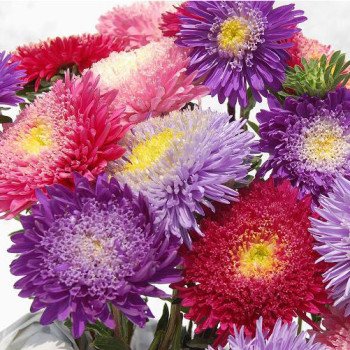 Айстра Шанхайська Роза суміш /1 грам/ *Satimex*