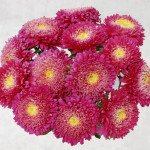 Астра Шанхайская Роза темно-розовая /1 грамм/ *Satimex*