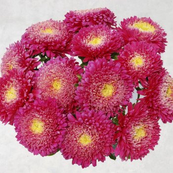 Айстра Шанхайська Роза темно-рожева /1 грам/ *Satimex*