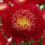 Айстра Шанхайська Роза червона /1 грам/ *Satimex*