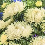 Айстра Ювель жовта (yellow) /2 г/ *Satimex*